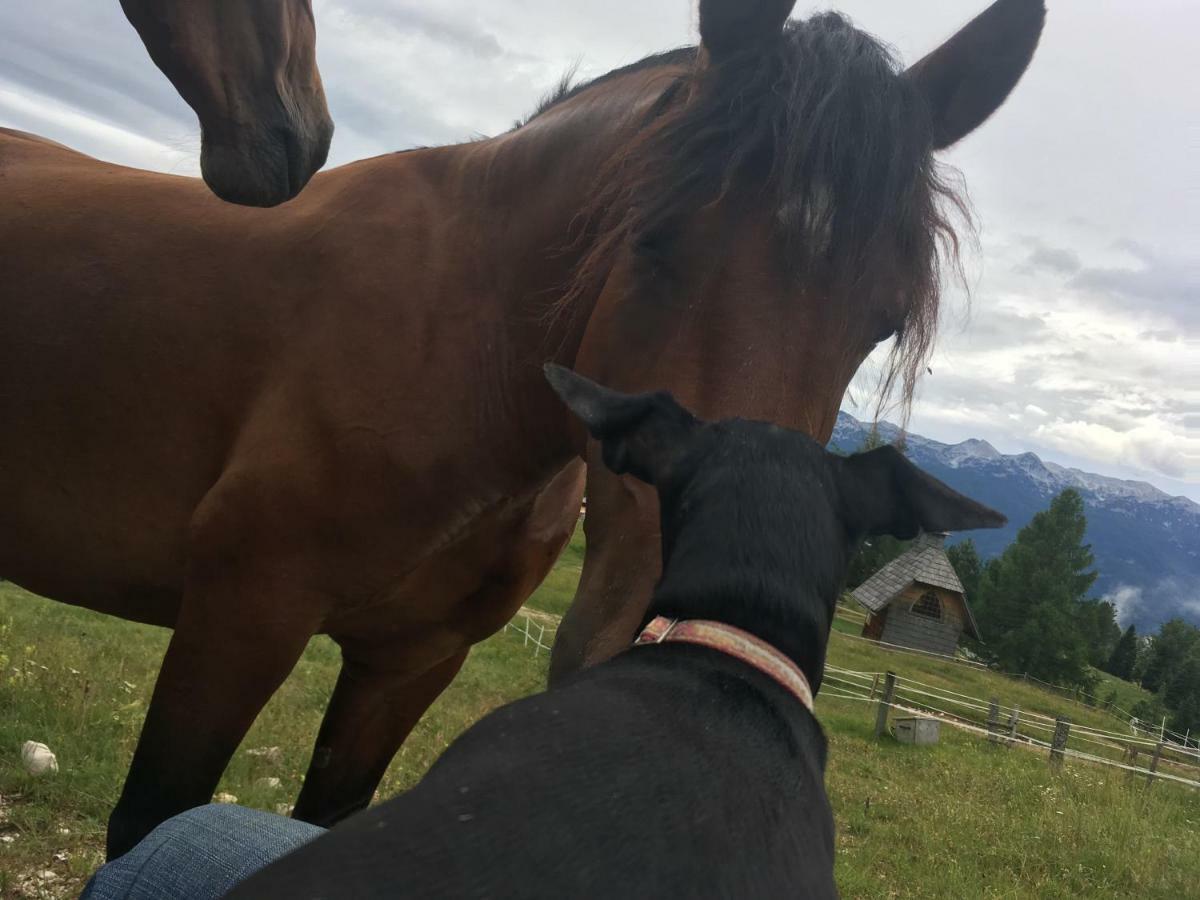 Ucni Ranc, Bohinj Appartement Buitenkant foto